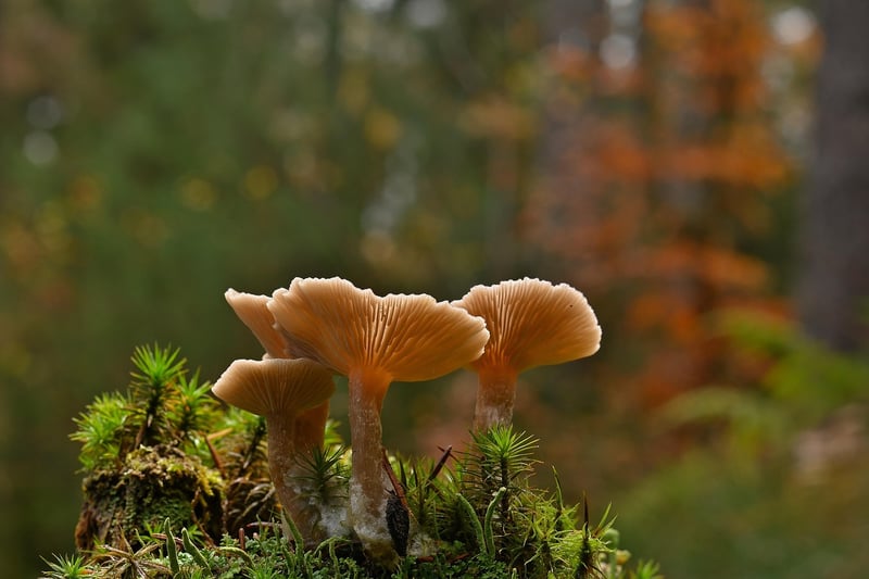 Mystical Mushrooms