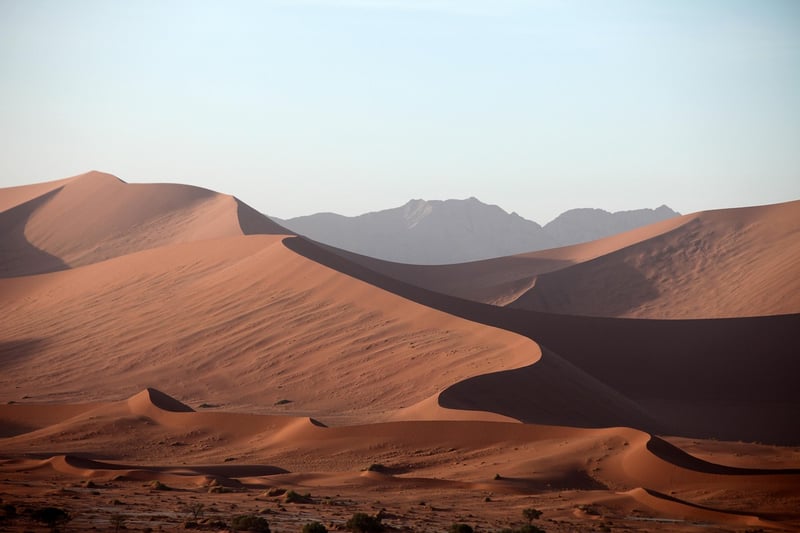 Desert Oasis